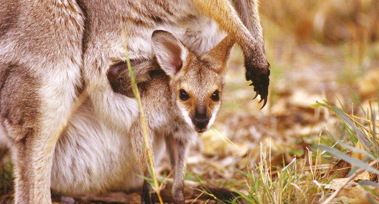 Come si chiama il marsupio di un canguro?