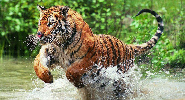 Perché le tigri del Bengala sono in pericolo?