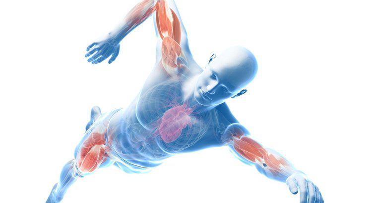 Quali sono i principali muscoli del contorno del corpo?