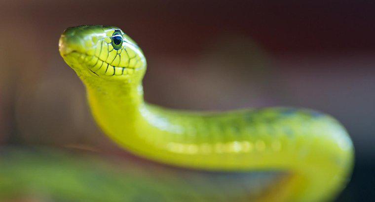Cos'è un serpente Mamba verde?