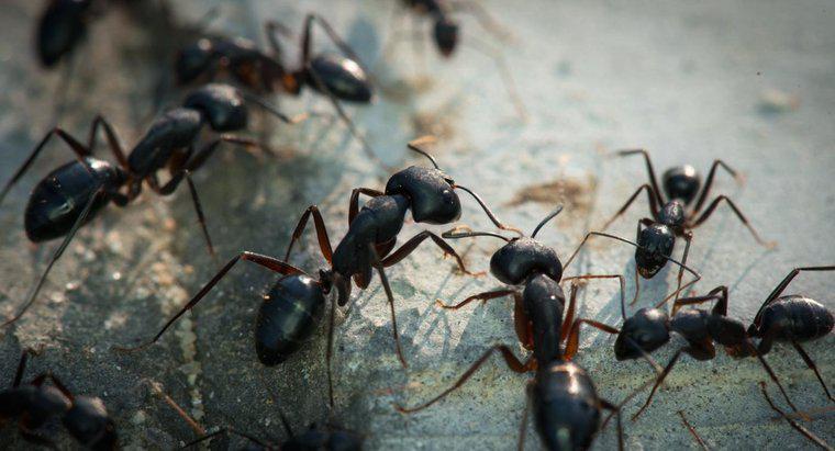 Le formiche trasportano la malattia?