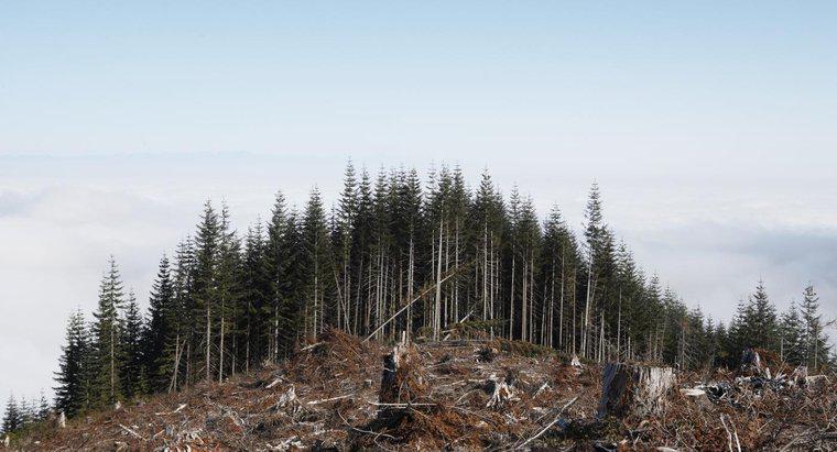 Che cosa causerà la distruzione delle foreste?