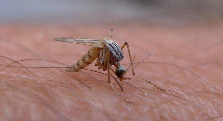 Quanto tempo vivono le zanzare in casa?