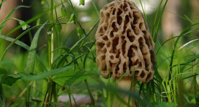 Quanto velocemente crescono i funghi di spugnole?