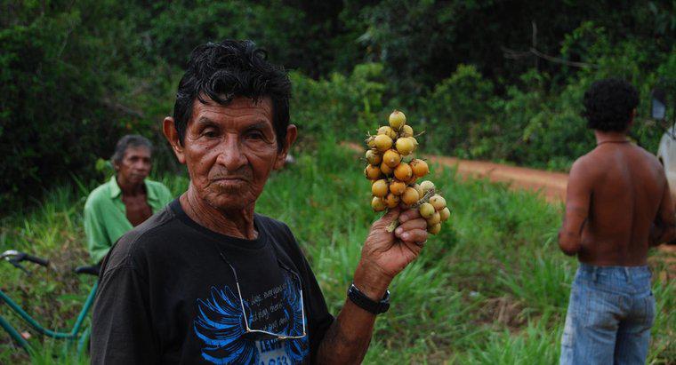Cosa mangiano le tribù della foresta pluviale?