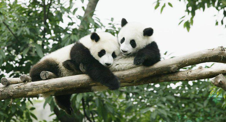 Dove sono rimasti gli habitat dei panda?