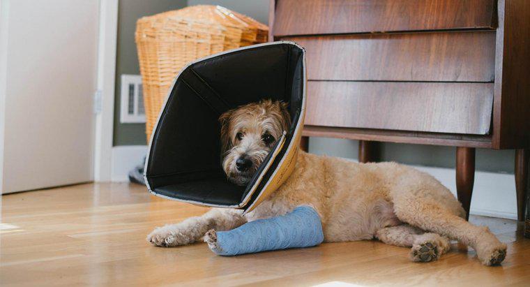 Come posso aiutare la gamba rotta del mio cane a guarire?
