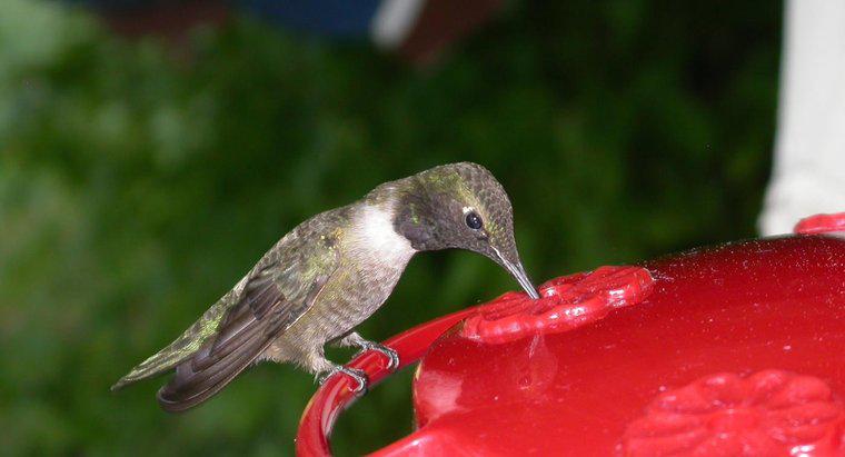Cosa mangiano i colibrì?