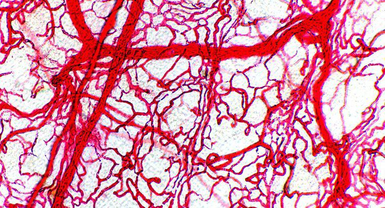 Perché le arterie hanno pareti più spesse rispetto alle vene?