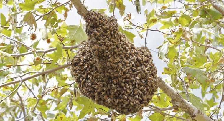Quanto tempo impiega le api a fare un alveare?