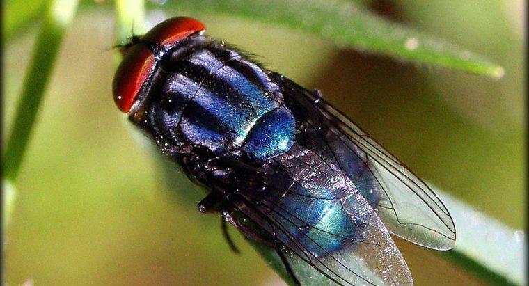 Quali sono le cause delle mosche domestiche?