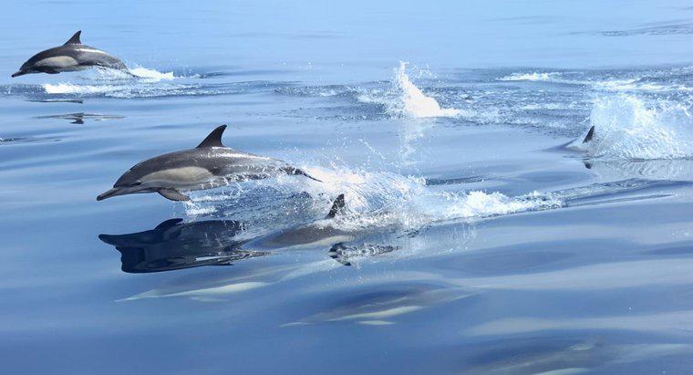 Quanto velocemente possono nuotare i delfini?