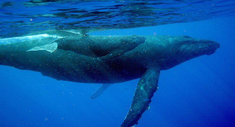 In che modo Baby Whales beve latte dalle loro madri?
