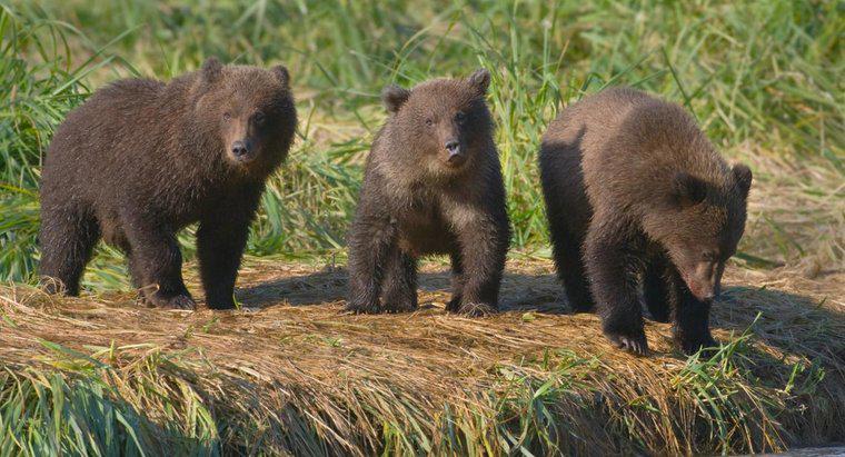 Come si chiama un gruppo di orsi?
