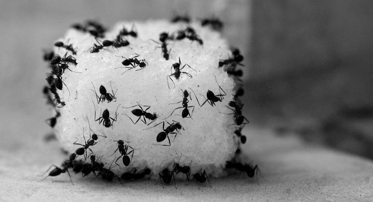 Come uccidi le formiche usando l'aceto?