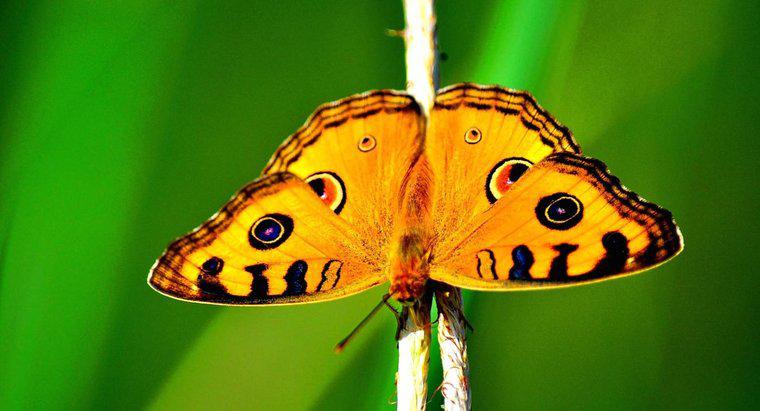 Come si proteggono le farfalle?
