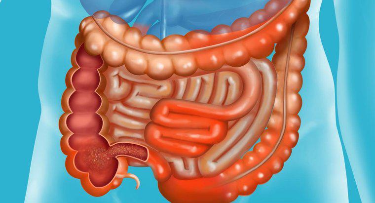 Cosa succede nell'intestino tenue?