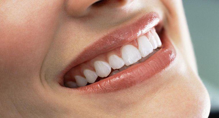 Gli adulti possono crescere nuovi denti?