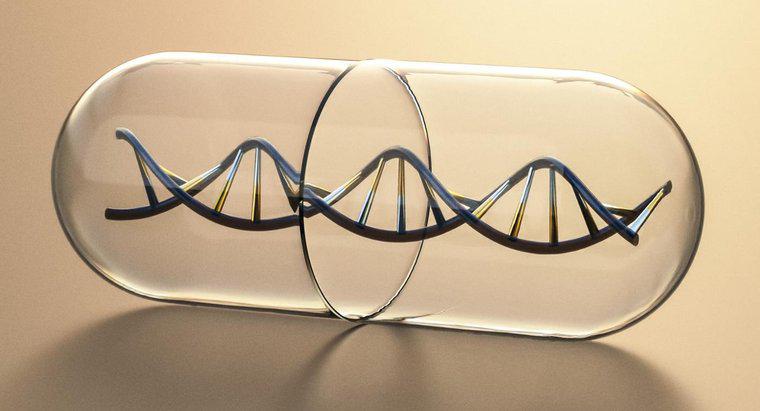 Che cosa rende i lati della scala di una molecola di DNA?
