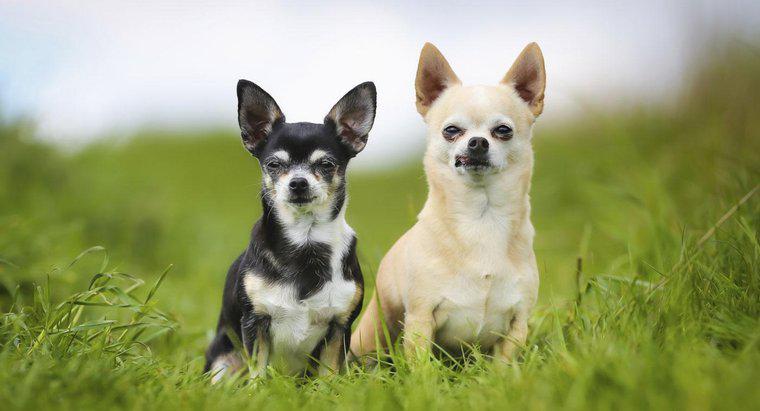 Quanto costano i cani Chihuahua?