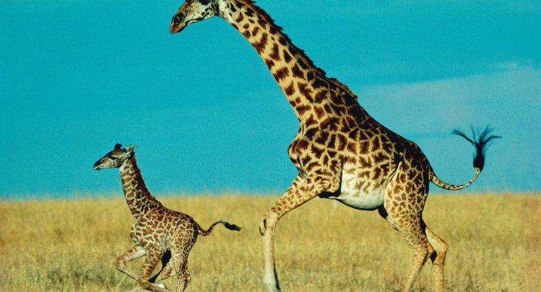 Quanto dura una giraffa con sua madre?