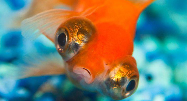 Perché il pesce rosso nuota sottosopra?
