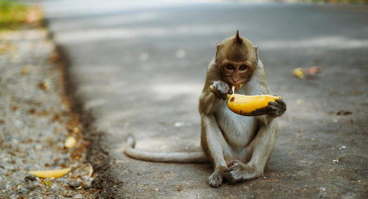 Che tipo di cibo mangiano le scimmie?