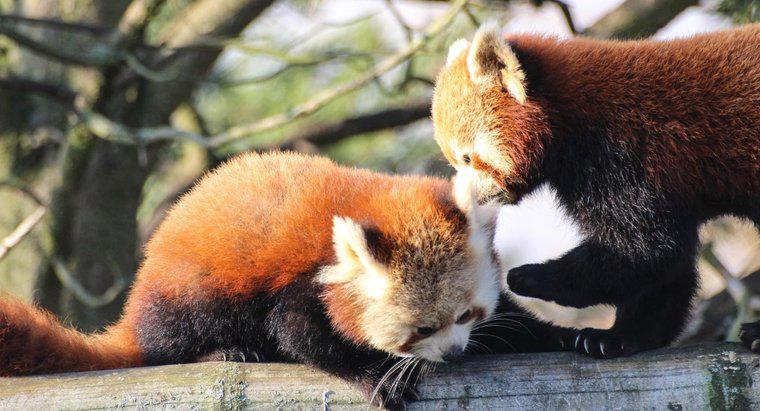 È legale possedere un panda rosso come animale domestico?