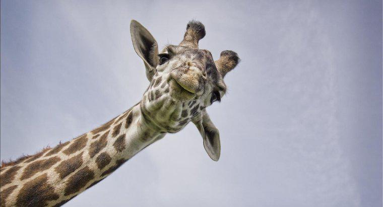 Quali tipi di suoni fanno le giraffe?