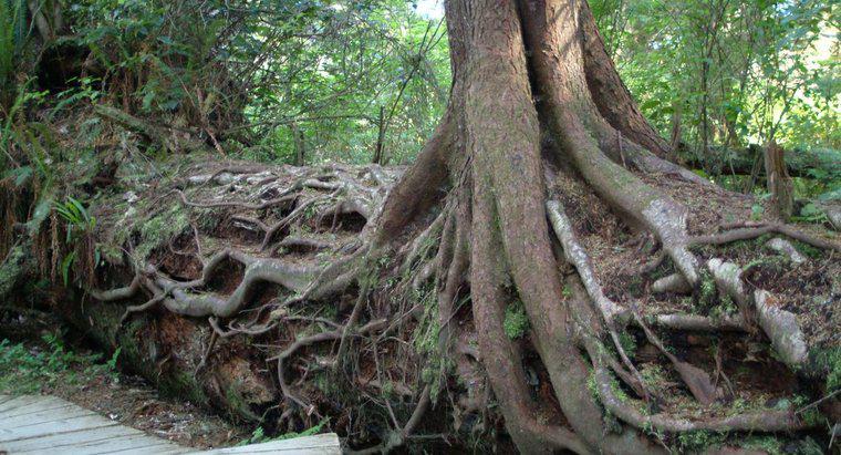 Le tempeste fanno alberi prendere radici più profonde?